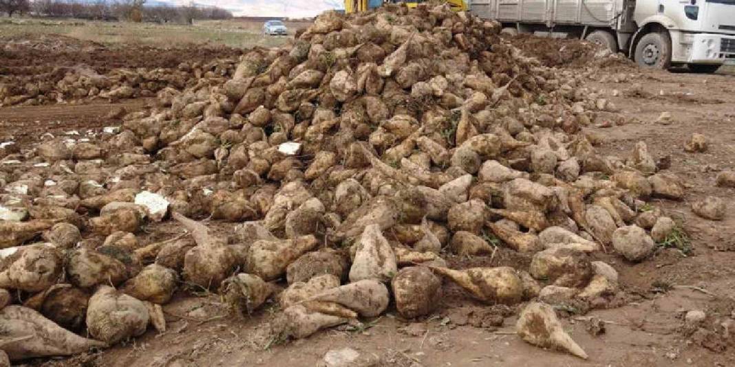 Eylül’de başlayan hasat mutlu bitti! Yüksek verim üreticiyi güldürdü: “Çiftçinin önemli bir gelir kaynağı” 2